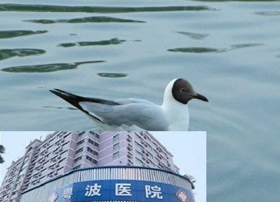 與聾啞醫(yī)生李全義大夫靠譜嗎功能