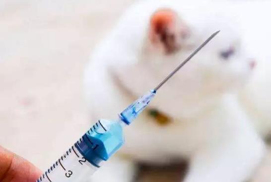 打狂犬疫苗期間吃羊肉有事嗎?打狂犬疫苗吃牛肉會失效嗎?