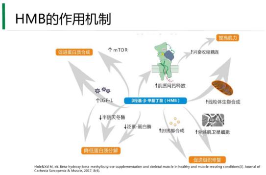國(guó)內(nèi)居然有50%老人營(yíng)養(yǎng)不良,補(bǔ)充HMB不容忽視