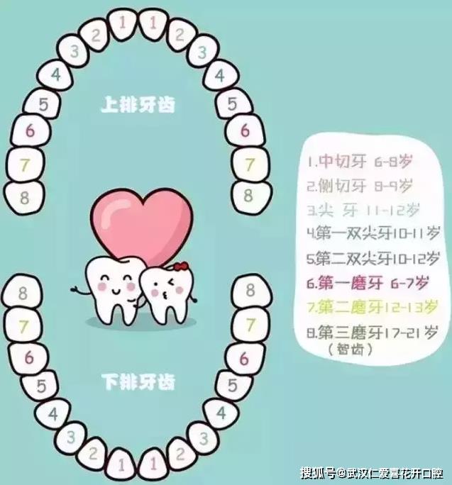 武漢仁愛口腔醫(yī)生告訴你寶寶替牙期千萬別吃軟食