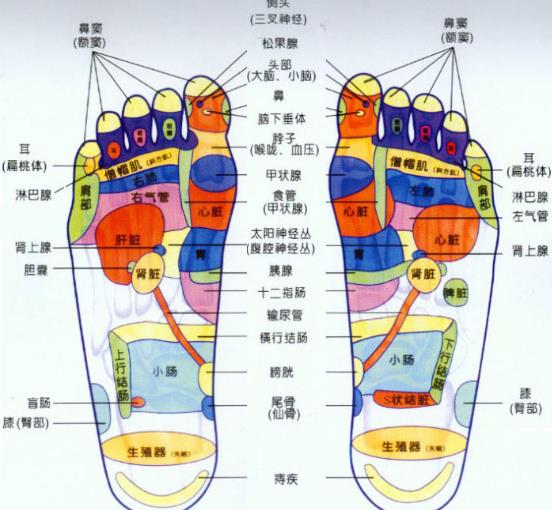 腳底反射區(qū)圖片,腳的結(jié)構(gòu)與作用