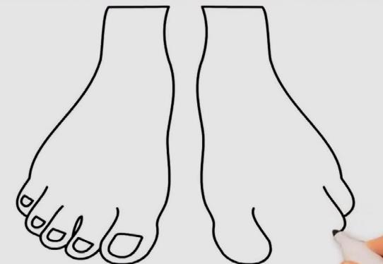 腳底反射區(qū)圖片,腳的結(jié)構(gòu)與作用
