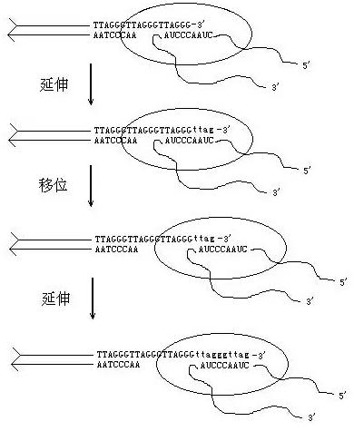 以色列科學家實驗高壓氧艙可以實現(xiàn)“逆轉(zhuǎn)衰老”