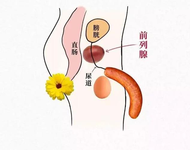 北京紫荊醫(yī)院是幾級(jí)醫(yī)院?慢性前列腺炎的10個(gè)警示前兆