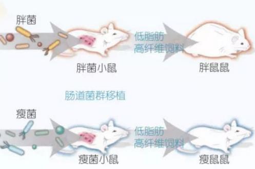 一直減肥一直胖?江中利活乳酸菌素片幫你清除障礙