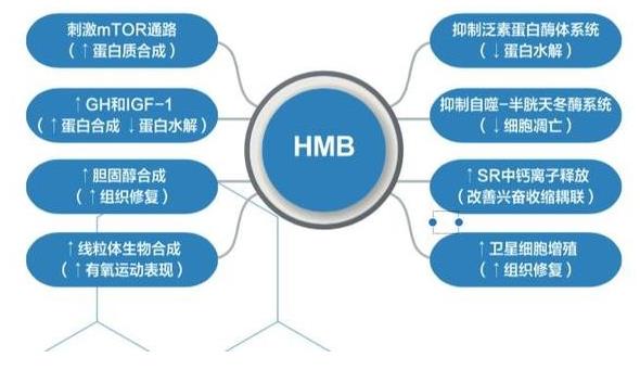 恢復(fù)下肢力量,才是解決中老年人意外致死的關(guān)鍵