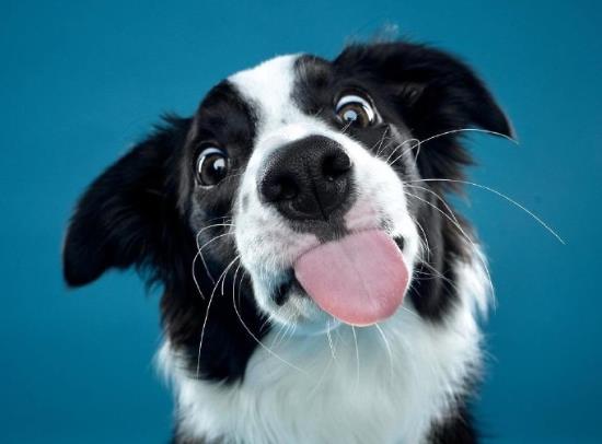 狂犬病真的沒救了嗎?老是擔心自己得狂犬病了怎么辦?