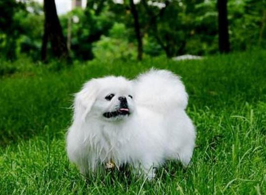 狂犬病發(fā)病之后還有救嗎?如何分辨感冒和早期狂犬?