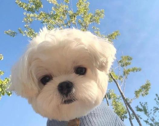 狂犬病真的沒救了嗎?老是擔心自己得狂犬病了怎么辦?