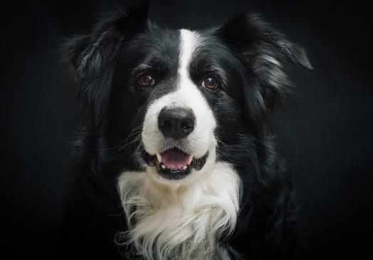 狂犬病真的沒救了嗎?老是擔心自己得狂犬病了怎么辦?