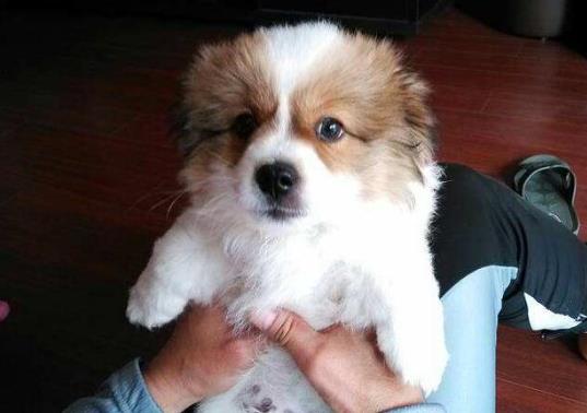 狗抓傷一般不會(huì)感染狂犬病嗎?狗沒(méi)死我確診狂犬病是怎么回事
