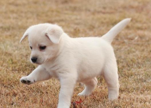 如何判斷狗狗有沒有狂犬病?一萬只狗里有幾只狗有狂犬?