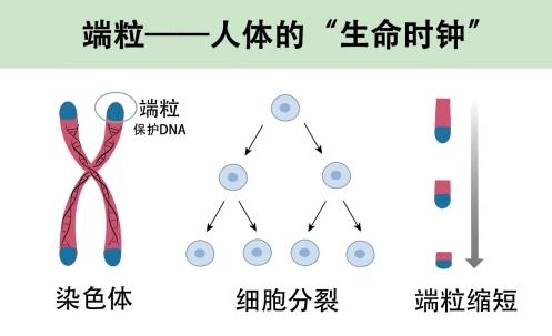 抗衰竟然要從細(xì)胞抓起?醫(yī)學(xué)教授帶你健康開(kāi)掛!SRW的健康秘密武器