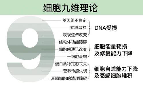 抗衰竟然要從細(xì)胞抓起?醫(yī)學(xué)教授帶你健康開(kāi)掛!SRW的健康秘密武器