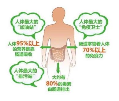 世界保健日,腸道對健康有多重要?