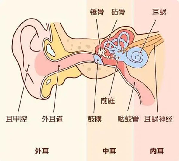 為什么感冒容易引起中耳炎?這些知識(shí)點(diǎn)你得了解!