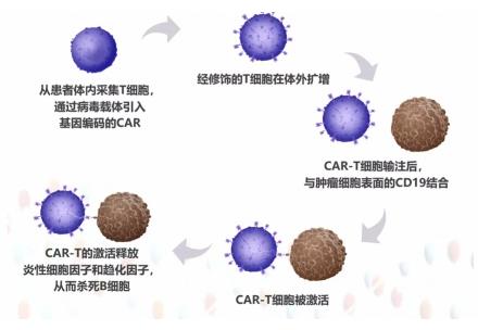 “120萬一針”的CAR-T療法,與臍帶血干細胞的不解之緣