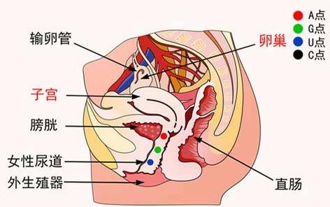 性冷淡做G點填充有用么?