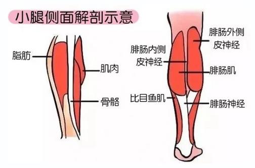 小腿吸脂為何是難點(diǎn)?廣州高尚形體雕塑來解疑
