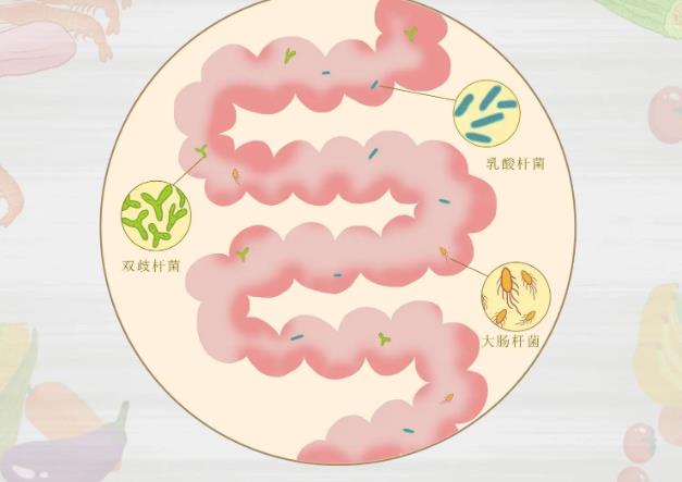 給老人送禮送什么?成人益生菌的作用與功效先了解一下