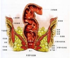 武漢馬應(yīng)龍肛腸醫(yī)院:直腸潰瘍的癥狀表現(xiàn)
