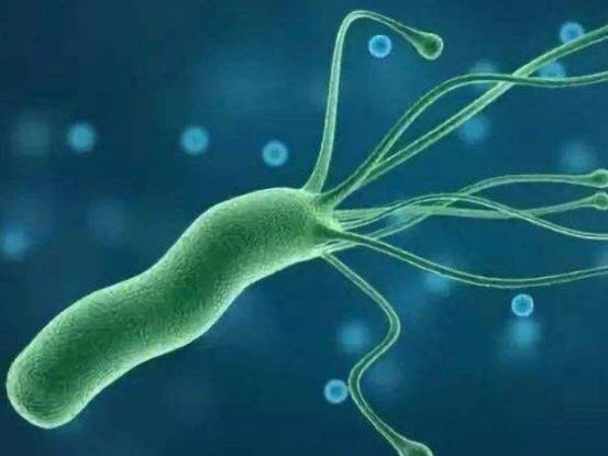感染幽門(mén)螺桿菌易患哪些疾病?和有幽門(mén)螺桿菌的人親嘴百分百傳染嗎