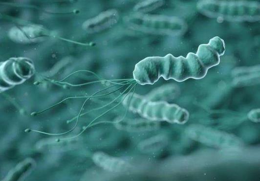 胃病是因?yàn)楦腥玖擞拈T螺桿菌嗎?查幽門螺桿菌怎么查