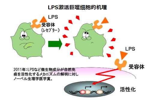 LPS的秘密 | Dr.LPS元?dú)軺P粉末顆粒劑