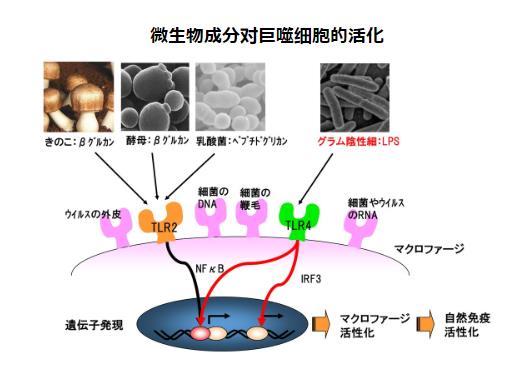 LPS的秘密 | Dr.LPS元?dú)軺P粉末顆粒劑