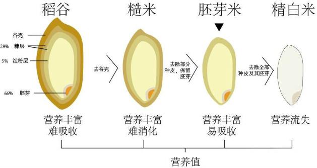 神奇的物質(zhì)LPS—被譽(yù)為21世紀(jì)醫(yī)學(xué)界最偉大的發(fā)現(xiàn)