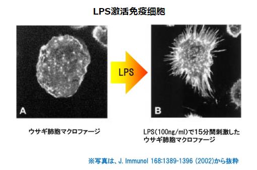 神奇的物質(zhì)LPS—被譽(yù)為21世紀(jì)醫(yī)學(xué)界最偉大的發(fā)現(xiàn)