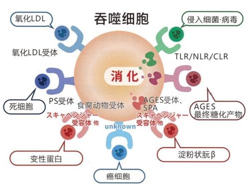 神奇的物質(zhì)LPS—被譽(yù)為21世紀(jì)醫(yī)學(xué)界最偉大的發(fā)現(xiàn)