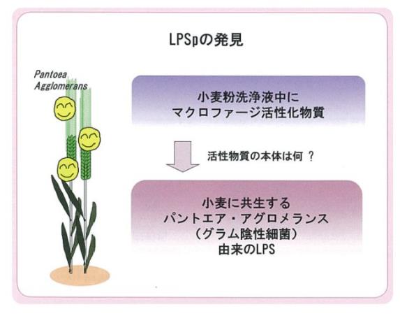 神奇的物質(zhì)LPS—被譽(yù)為21世紀(jì)醫(yī)學(xué)界最偉大的發(fā)現(xiàn)