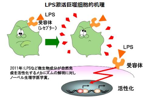 神奇的物質(zhì)LPS—被譽(yù)為21世紀(jì)醫(yī)學(xué)界最偉大的發(fā)現(xiàn)
