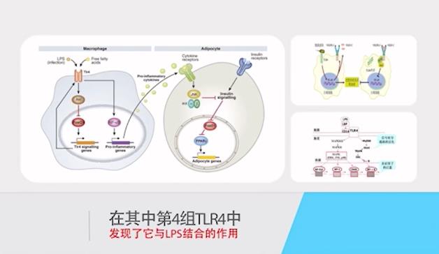 神奇的物質(zhì)LPS—被譽(yù)為21世紀(jì)醫(yī)學(xué)界最偉大的發(fā)現(xiàn)