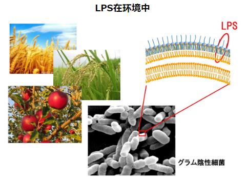 神奇的物質(zhì)LPS—被譽(yù)為21世紀(jì)醫(yī)學(xué)界最偉大的發(fā)現(xiàn)