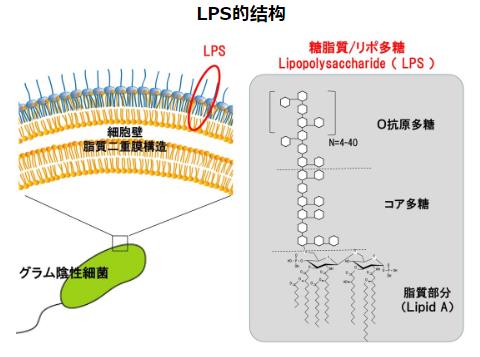 神奇的物質(zhì)LPS—被譽(yù)為21世紀(jì)醫(yī)學(xué)界最偉大的發(fā)現(xiàn)