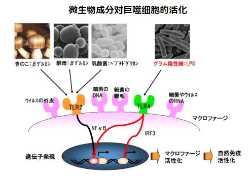 神奇的物質(zhì)LPS—被譽(yù)為21世紀(jì)醫(yī)學(xué)界最偉大的發(fā)現(xiàn)