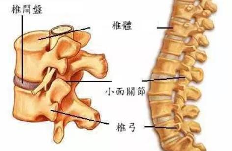 人老后為什么會(huì)越來越矮 骨質(zhì)疏松有什么癥狀要怎么預(yù)防