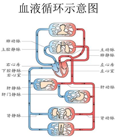 北京國康海文琪能治血液病嗎?住新家引起白細胞減少怎么回事?