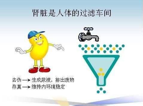 北京聯(lián)科中醫(yī)腎病醫(yī)院提醒您關(guān)注兒童腎臟健康