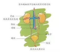 北京聯(lián)科中醫(yī)腎病醫(yī)院提醒您關(guān)注兒童腎臟健康