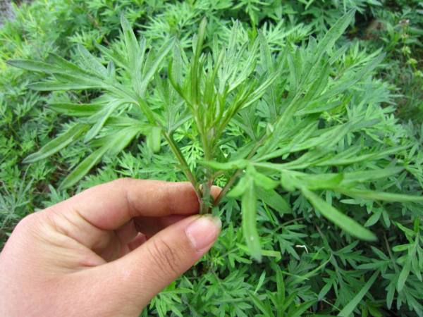 狐臭偏方能治好嗎?淺析,有沒有永久根治狐臭偏方 timg (11).jpg
