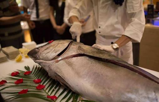 世界上最大的金槍魚(yú),藍(lán)鰭金槍魚(yú)最大可達(dá)1400斤重