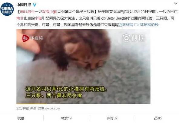 南非誕生雙臉小貓 生命力頑強(qiáng) 主人輪流給兩張嘴喂食成長(zhǎng)良好