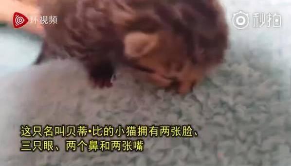 南非誕生雙臉小貓 生命力頑強(qiáng) 主人輪流給兩張嘴喂食成長(zhǎng)良好