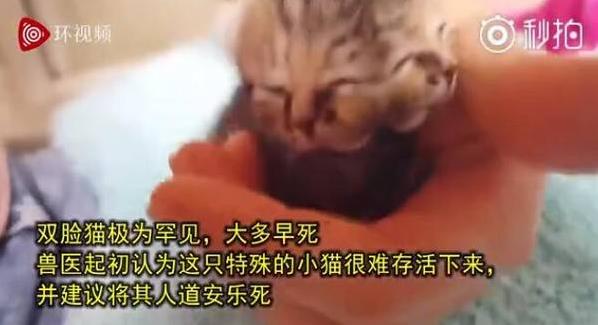 南非誕生雙臉小貓 生命力頑強(qiáng) 主人輪流給兩張嘴喂食成長(zhǎng)良好
