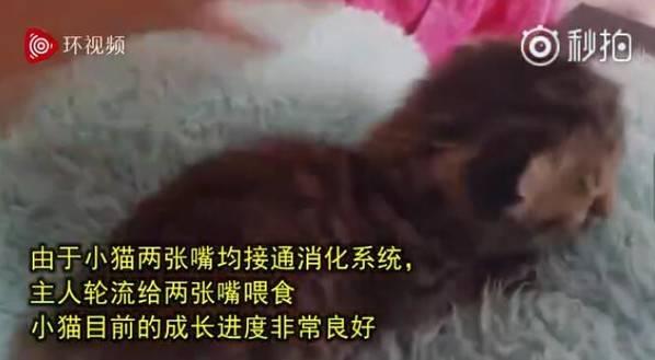 南非誕生雙臉小貓 生命力頑強(qiáng) 主人輪流給兩張嘴喂食成長(zhǎng)良好