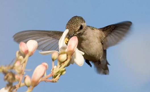 世界上最小的鳥(niǎo)類(lèi)吸蜜蜂鳥(niǎo)