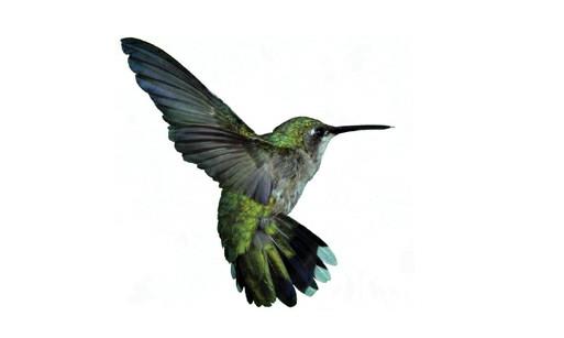 世界上最小的鳥(niǎo)類(lèi)吸蜜蜂鳥(niǎo)